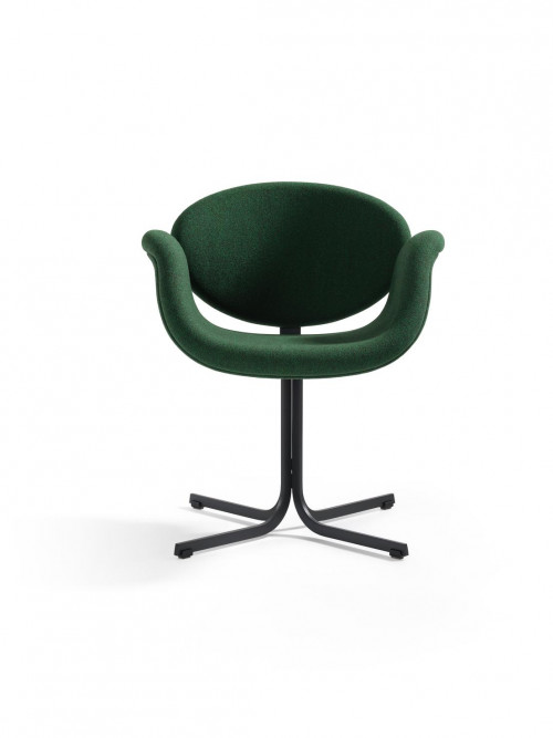 little tulip image 1